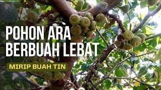 Pohon ara yang berbuah seperti buah tin atau loa  ficus Auriculata [upl. by Blandina208]