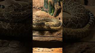 Dangerous Viper Snack closely View  vipersnack singaporezoo snacks snackcares4u viper nature [upl. by Schlenger]