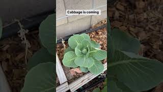 My cabbages are coming in nicely garden cabbage gardening homegarden [upl. by Nnylaehs]