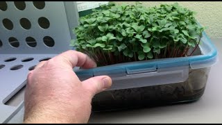 Can worms improve hydroponic microgreens [upl. by Adnawat51]