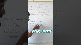 What is Cladode viralbiology biology botany botanyshorts [upl. by Lemart]