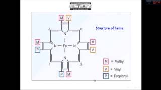 Biosynthesis Of Heme [upl. by Vasili]