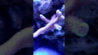 Montipora digitata time lapse [upl. by Schuyler312]