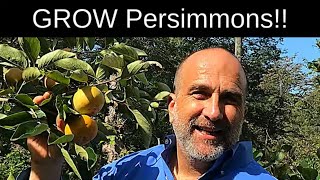 Grow Persimmon Trees [upl. by Tarazi]