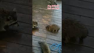 The Raccoons are at the Door  it must be snack time Peanut Butter Club Daily Diary [upl. by Vaientina]