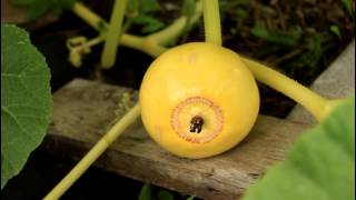 Vegetable Garden Growing Crookneck Squash and Pumpkin Update [upl. by Siron]