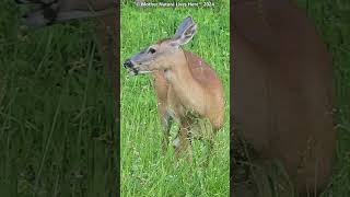 Lovely Whitetailed deer amp a cawing crow [upl. by Aynatal]