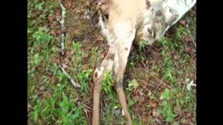 June Doe Decomposition WARNING Extremely Graphic [upl. by Gnurt]