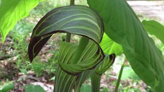 Arisaema triphyllum Jackinthepulpit [upl. by Ainollopa465]