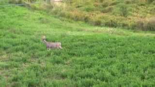 Bowhunting with Swhacker Broadhead [upl. by Nivahb450]