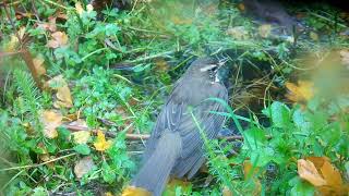 The Song Thrush tries to bath [upl. by Llenart598]