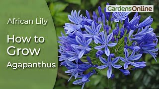 Agapanthus praecox  African Lily [upl. by Aidaas178]