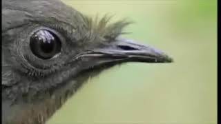 THE TING GOES SKRRRRA Bird EditionDavid Attenborough Version [upl. by Zere]