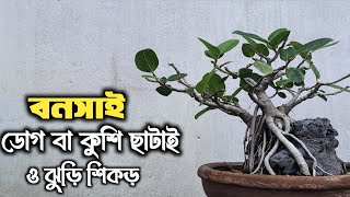 Pruning new shoots of bonsai trees [upl. by Jaeger]