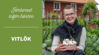 Vitlök  Så förbereder du inför att sätta vitlök på hösten [upl. by Alodi849]