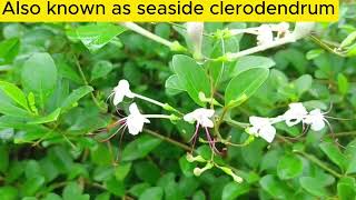 Seaside Clerodendrum [upl. by Paxon729]