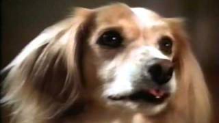 Petsmart commercial 2001 [upl. by Enuahs]