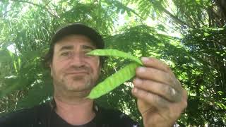 How To Propagate the Persian Silk Tree [upl. by Winni]