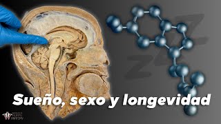 Sueño sexo y longevidad el poder de la melatonina [upl. by Littell]