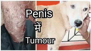 Canine Transmissible Venereal Tumor TVT Treatment Done Successfully  Tumour On Dog Penis [upl. by Vanhomrigh]