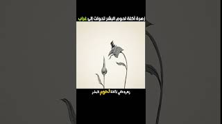 زهرة آكلة لحوم البشر [upl. by Smalley]