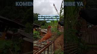 BOLI MERPATI LOVERS CTM SUBANG RiffColonyAlvlog [upl. by Merell922]