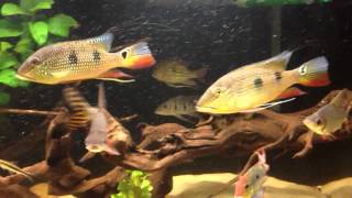 Satanoperca daemon and Geophagus winemilleri [upl. by Scotney456]