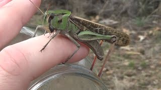 Langosta migratoria Locusta migratoria La octava plaga GONZALO [upl. by Ayisan]