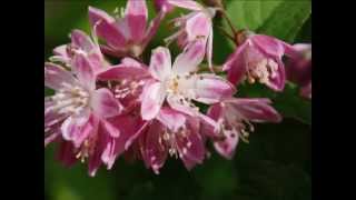 Deutzia x hybrida Strawberry Fields [upl. by Budwig975]