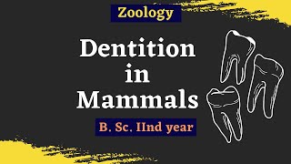 Dentition In Mammals  B Sc 2nd year  Zoology [upl. by Audrie561]