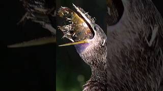 Anhinga Bird Swallows a HUGE Fish Whole [upl. by Melitta]