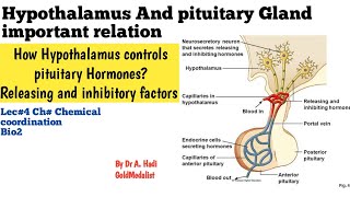 L3 Pituitary Gland and Hypothalamus an interesting relation [upl. by Eillod]