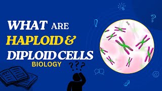 What are Haploid and Diploid Cells [upl. by Ambrosia805]