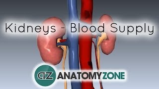 Blood Supply to the Kidneys  3D Anatomy Tutorial [upl. by Ursi]