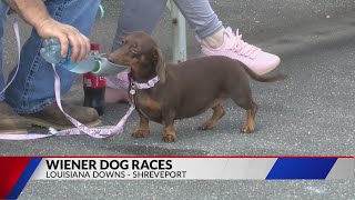 2023 Wiener Dog Races [upl. by Anaillil]