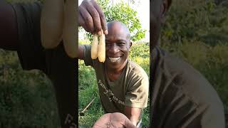 how we hunted harvested 2 termite queens amp kings in a termite nest colony in natures wildlifeviral [upl. by Lemrahs]