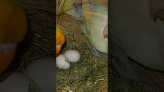 Eggs Laying  Abhi Picture Baki Hy Mry Dost  Yeh 10 Eggs Daiti Hayyoutube youtuber trending [upl. by Keen]