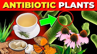 12 Medicinal Plants with Natural Antibiotic Effects Backed by Science [upl. by Acinnad]