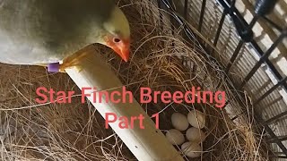 Star Finch Breeding Pt 1 UK [upl. by Vipul396]