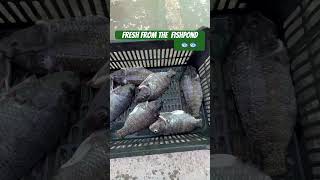 Fresh from the fishponds shortsvideo fish fishponds viralvideo fyp [upl. by Ancell189]