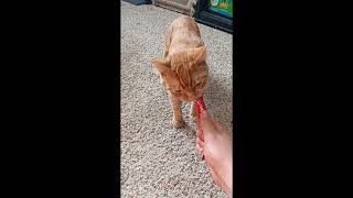 Cute ginger cat licking his favorite treat as he’s jamming out to Good music🥰🥰 [upl. by Lorak]