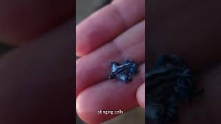 Blue Dragon Glaucus atlanticus Stunning Facts Dangers and First Aid Tips [upl. by Bucella]