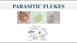 Parasitic Flukes [upl. by Aelat]