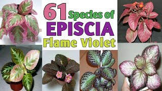 61 Rare EPISCIA Flame Violet Species  Episcia Plant varieties with names Plant and Planting [upl. by Bakki]