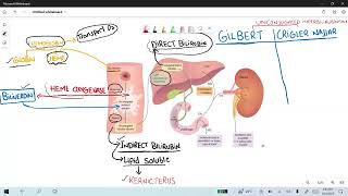 Neonatal Jaundice and RiboflavinHigh Yield Series [upl. by Mariellen]