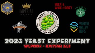 2023 Brewtubers Yeast Experiment  WLP005 British Ale [upl. by Ahset287]