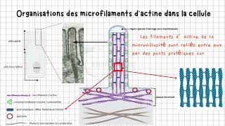 Vidéo 2 Cytosquelette  Les Microfilaments dActine Dévoilés  Structure Agencement et Fonctions [upl. by Laubin]