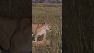 Pawsitively Pawsome Meet the Fiercely Cute Star of the Savanna Lion Cub lioncubs lionbabies [upl. by Neyu173]