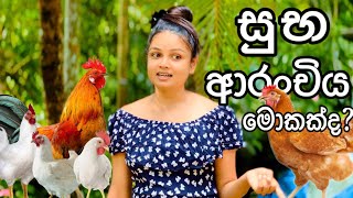 මොකක්ද ඒ සුභ ආරංචිය 🫢🐓 Hen Farming [upl. by Sad522]