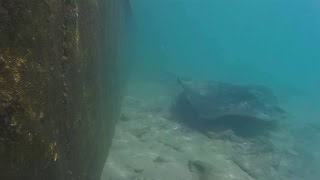 Stingrays  Stachelrochen im Puerto de Morro Jable  Jandia  Fuerteventura [upl. by Rudd]